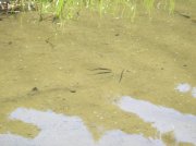 6.24-25.06 Memaloose Lake 044 